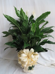 Peace Lily Plant from Carter's Flower Shop in Farmville, VA
