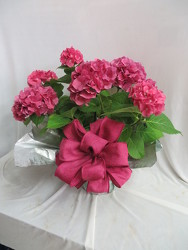 Pink Hydrangea SEASONAL from Carter's Flower Shop in Farmville, VA