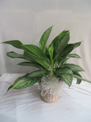 Chinese Evergreen from Carter's Flower Shop in Farmville, VA