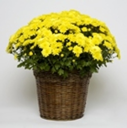 Yellow Crysanthemum SEASONAL from Carter's Flower Shop in Farmville, VA