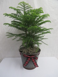 Norfolk Island Pine from Carter's Flower Shop in Farmville, VA