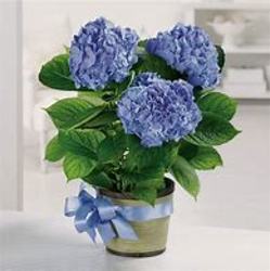 Blue Hydrangea SEASONAL from Carter's Flower Shop in Farmville, VA