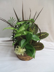 Dish Garden Wicker Basket from Carter's Flower Shop in Farmville, VA