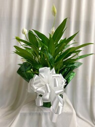 Wide Peace Lily  from Carter's Flower Shop in Farmville, VA