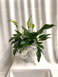 Small Peace Lily  from Carter's Flower Shop in Farmville, VA